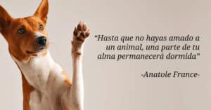 36 frases inspiradoras para veterinarios: Motivación y sabiduría en el cuidado animal