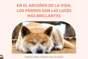 45 conmovedoras frases de despedida para honrar la memoria de tu perro fallecido